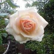 About rose lerner's work in general is. Rosa Petite Penny Rose Floribunda Rose Cluster Flower Rose Dresselhuys Macjocel Care Plant Varieties Pruning Advice