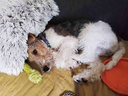 Image result for foxterier drsnosrstý