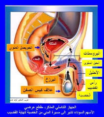 طبيب الوب اسئلة القراء حول السائل المنوي د لؤي خدام