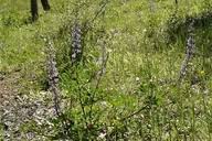 Image result for Pachylobus