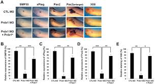 Filia ernesti albrechti est, qui postea praeses ministrorum saxoniae inferioris erat, tunc autem minister publicus unionis europaeae bruxellis laborabat. Peroxiredoxin1 A Novel Regulator Of Pronephros Development Influences Retinoic Acid And Wnt Signaling By Controlling Ros Levels Scientific Reports X Mol
