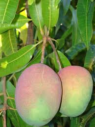 Image result for Mangifera indica