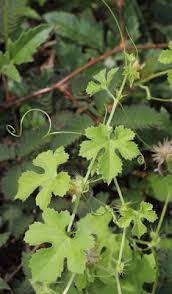 Image result for Ctenolepis cerasiformis