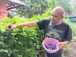 20+ blue butterfly pea (clitoria ternatea, aka: Warga Pangandaran Berhasil Budidaya Teh Bunga Telang