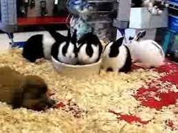 If your rabbit's hutch has any small spaces or cavities, a rodent may decide that this is the perfect place to set up shop. Baby Bunny Rabbits In Pet Store Enhanced Youtube