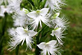 Image result for Habenaria macrandra