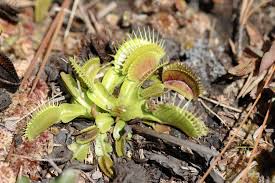 Image result for Droseraceae