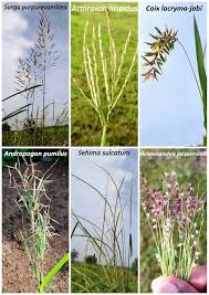 Image result for Sehima