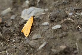 Image result for Setina roscida