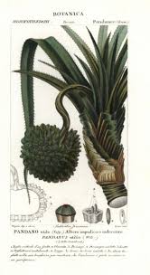 Image result for Pandanus utilis