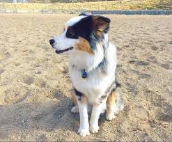 Our team of experts is here to help you choose a puppy that suits your lifestyle and meets your expectations. Nk Ranch Australian Shepherd Puppies For Sale Nk Ranch Australian Shepherds