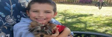 .yorkies for sale, , german biewer yorkies for sale, white yorkie puppies for sale, yorkie breeder in texas tx, small yorkie pups one of our teacup yorkies named louie vuitton with his new mom from katy texas dior (now chloe) his. Micro Teacup Yorkie Breeder Puppies For Sale In Texas Tinypuppy