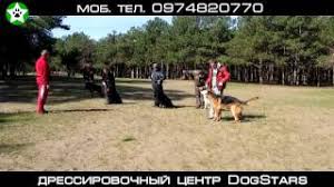 professionalnaya dressirovka sobak v nikolaeve dressirovochnyj centr dogstars
