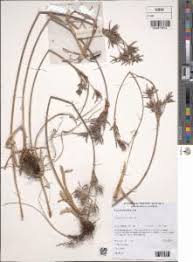 Image result for Cyperus cuspidatus