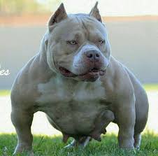 American Bully Pocket Bully Breeds Dogs Bully Dog Dog Breeds