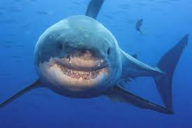Image result for Shark