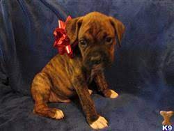 They may not be boxer puppies, but these cuties are available for adoption in oklahoma city, oklahoma. Boxer Puppies For Sale In Oklahoma