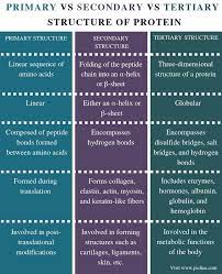 Difference Between Primary Secondary And Tertiary Structure Of Protein Comparison Summary Study Biology Biochemistry Notes Teaching Biology