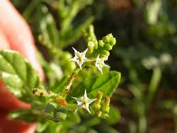 Image result for Heliotropium ciliatum