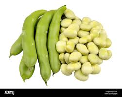 Image result for Vicia faba
