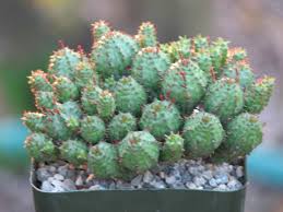 Image result for Euphorbia