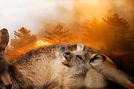 Download this free picture about flame animal animals from pixabay's vast library of public domain images and videos. Forest Fire Australia 2020 Brand Disaster Animal Die Kangaroo Apocalypse Fire Devastation Natural Disaster Flame Pikist