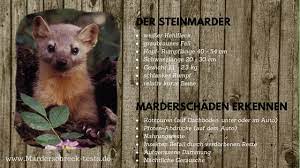 Verschließen sie alle potenziellen zugänge zum dachboden mit engmaschigem drahtgeflecht. Marder Im Garten Erkennen Vertreiben