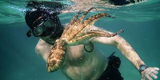 In the documentary, foster slowly but surely cultivates a bond with superstar, along the way learning more than he could in a lifetime. Oscar Winning My Octopus Teacher Is The Antidote To Our Pandemic Year
