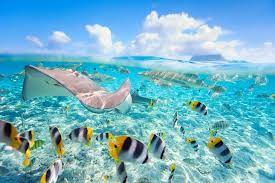 Book a water bungalow at the angaga island resort and spa and jump straight. 14 Best Places To Go Snorkeling In The World Planetware