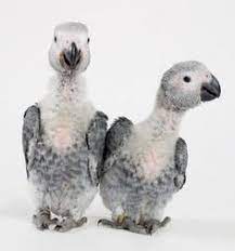 Timneh African Grey Parrots Babies African Grey Parrot Pet Birds Baby Animals