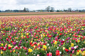 Check out our albany flower selection for the very best in unique or custom, handmade pieces from our shops. Tulip Festival Wikiwand
