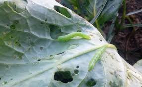 Tired of insects killing your plants? Cabbage Broccoli Other Cole Crop Insect Pests Home Garden Information Center