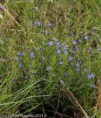 Image result for Rotheca hirsuta