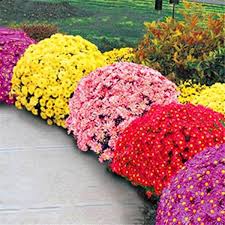Maybe you would like to learn more about one of these? Buy Ground Cover Artificials Flower Chrysanthemum Perennial Dai Flowers Plant Supports Plants Supports Supports Plant Plant Supports Supports At Affordable Prices Free Shipping Real Reviews With Photos Joom