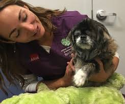 Our Ashley turned 15 today! She is the sweetest girl and is doing well  really well in her old age! ❤️🐾