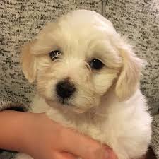 Cavachon and cavapoo puppies for sale with lots of beautiful pictures and descriptions. Puppies For Sale Havapoo Havapoos F Category In Union Ohio