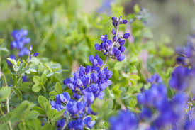 Image result for Indigofera lyallii