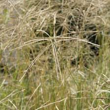 Image result for Cynodon aethiopicus