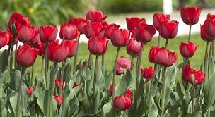Click here for more info on planting bulbs from the rhs. Planting Bulbs In Your Garden For A Display Of Spring Colour