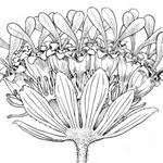 Image result for Stanfieldiella imperforata