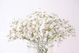 Best 100 Babys Breath Pictures Download Free Images On Unsplash