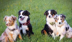 Mini australian shepherds, also known as mini american shepherds, are the dog breed of the moment. Der Miniature American Shepherd