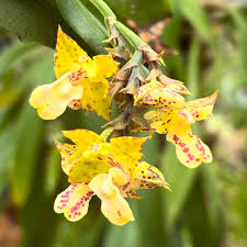 Image result for Polystachya odorata