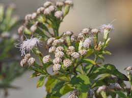 Image result for Chromolaena