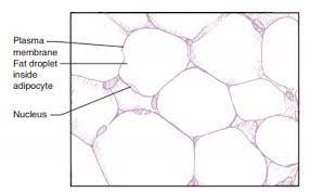Adipose Tissue Adipose Tissue Loose Connective Tissue Subcutaneous Tissue