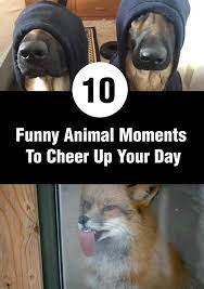 10 Funny Animal Moments To Cheer Up Your Day Funny Animals Cheer Up Funny Cute Funny Animals