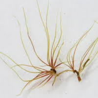 Image result for Inversodicraea