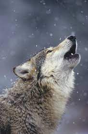 Wolves On Twitter Wolf Howling Wolf Pictures Types Of Wolves