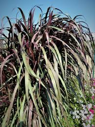 Maybe you would like to learn more about one of these? Texas Superstar Black Stockings Napier Grass