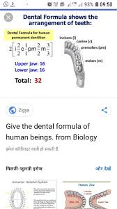 Give The Dental Formula Of Human Beings Brainly In